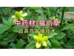 中药材-猫爪草的超高产备播技术