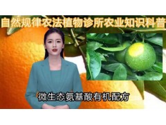 自然规律农法植物诊所农业知识科普：脐橙日灼病