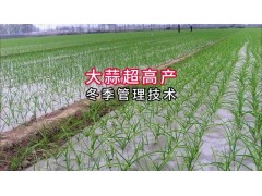 大蒜超高产冬季管理 #分享农业知识帮农民增产增收