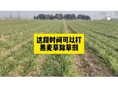 #分享农业知识帮农民增产增收 #农业人话农业 #传播农业小知识